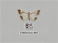 藏品(螟蛾287)的圖片